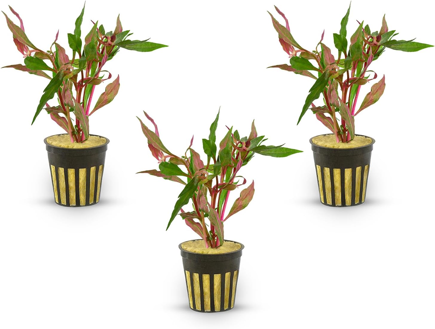 Amazon Sword Echinodorus Red Rose Potted - Vibrant Red Aquarium Plant - High Light & CO2 Requirements - Beautiful Freshwater Aquarium Decoration - Easy to Maintain and Grow - 3 Pack