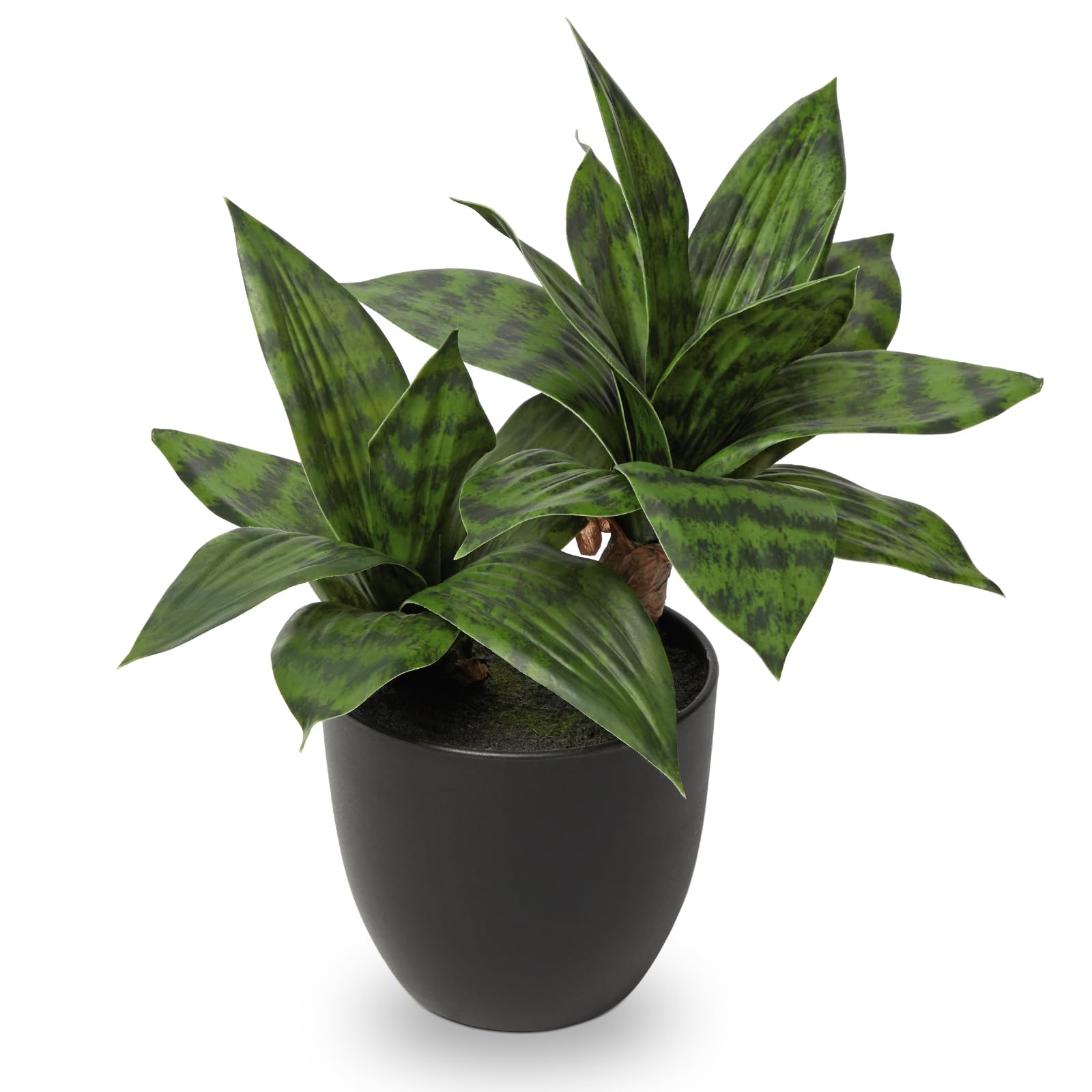 DILATATA 11 inch Small Potted Snake Plant