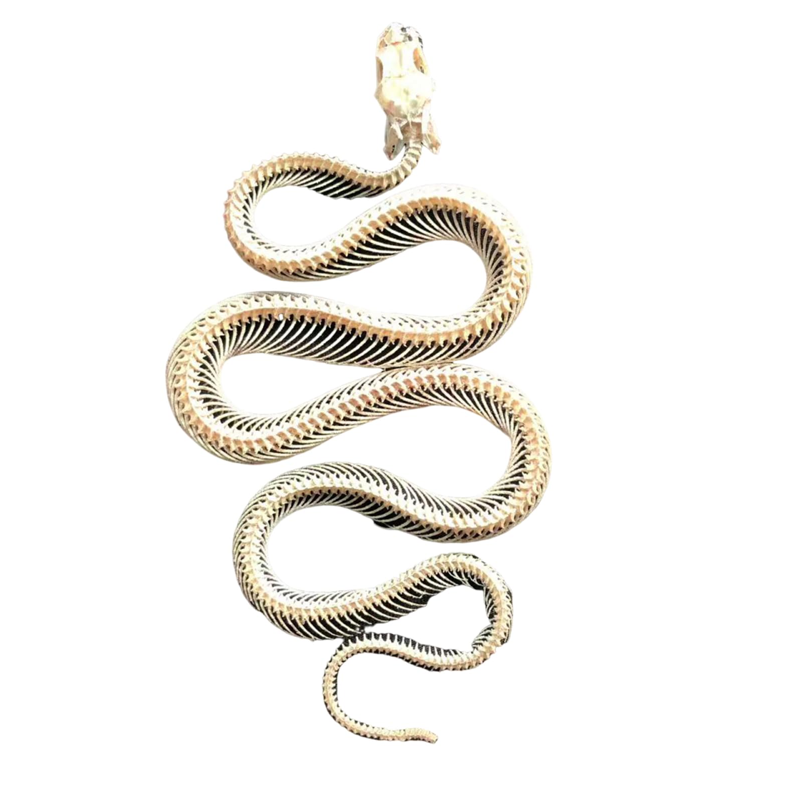 Modello di Scheletro di Serpente - tassidermia Vero Esemplare di Scheletro di Serpente - Forniture per tassidermia per l'educazione scientifica, Regali di Natale, Regalo Speciale