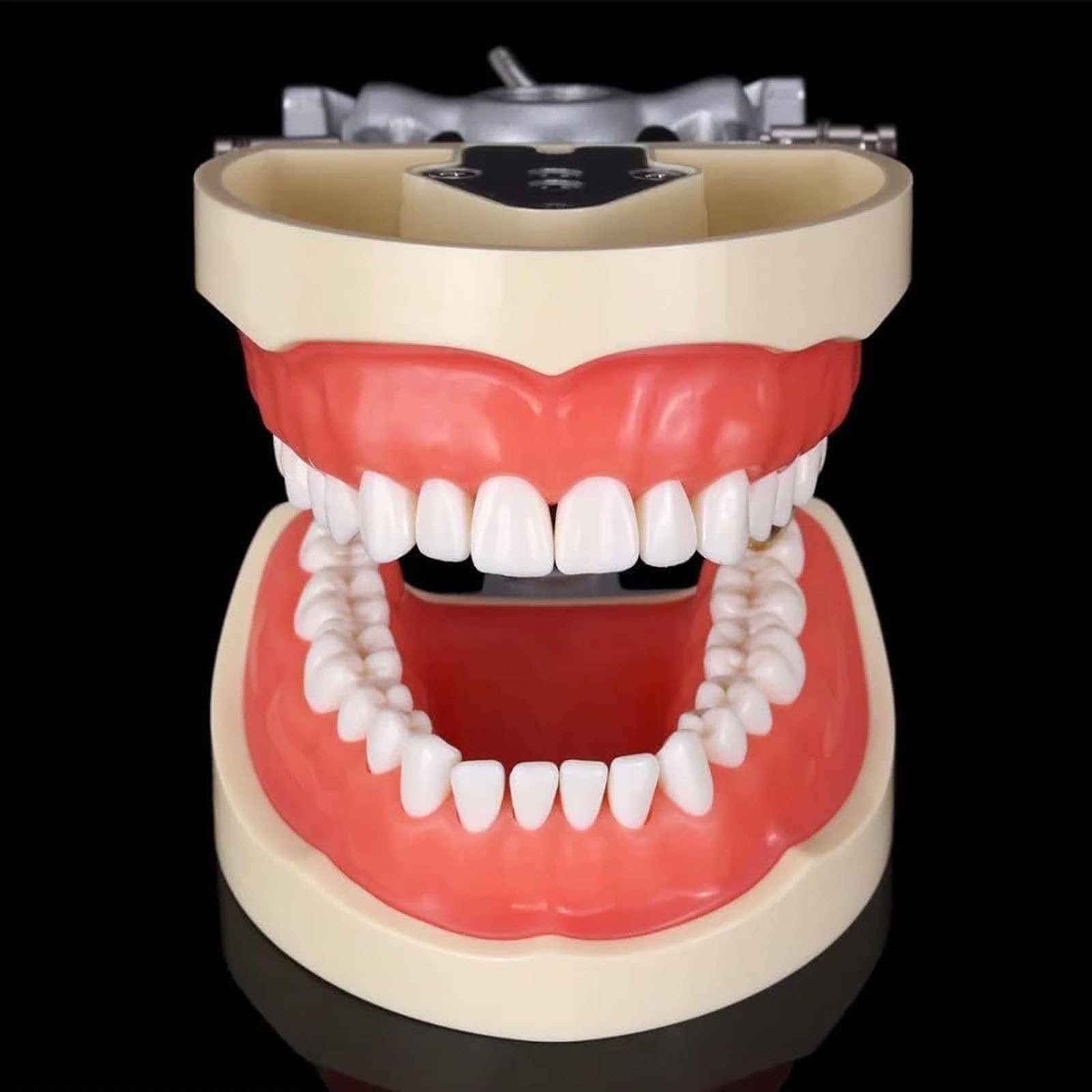 Zähne Modell Erwachsene Standard Demonstration Zähne Modell Zähneputzen Modell Praxis Anatomische Zähne Modell für zahnärztliche Lehre oder Mundpflege 28/32 Zähne(28 teeth)