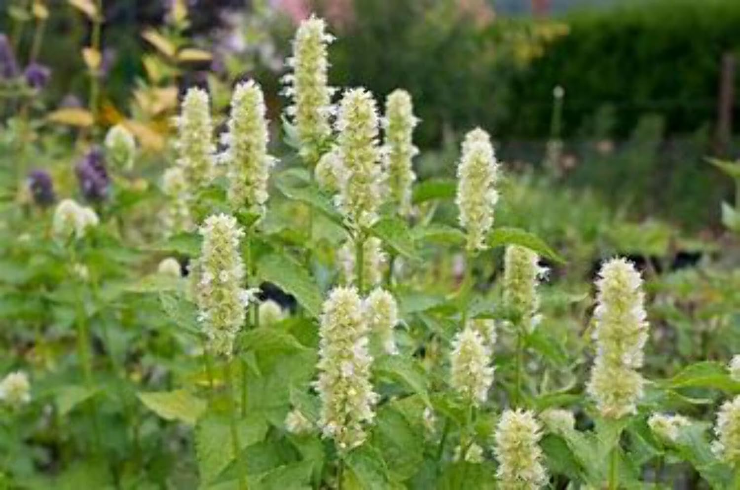 4 Anise Hyssop Plants - Agastache Rugosa White & Purple Mix, 3.25" Pots