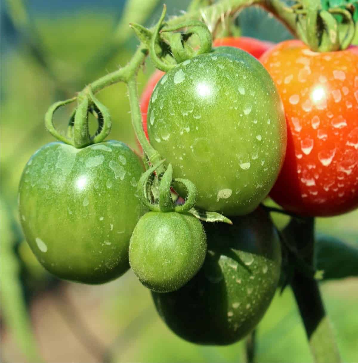 OXIRAME Concime liquido a base di rame stimola il metabolismo e le difese naturali della pianta utili a ridurre i danni causati da patogeni. Professionale – Concentrato – Biologico - Tanica kg 5
