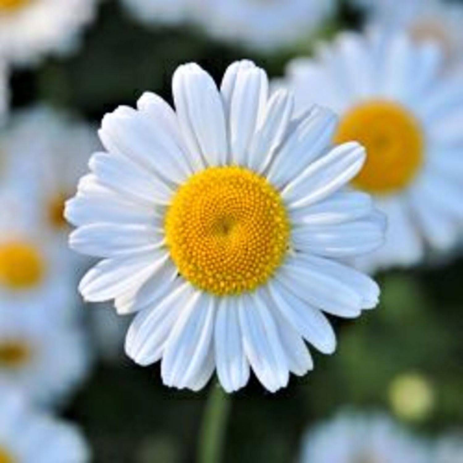 SOTHYS Hydrating Intensive Serum | Hyaluronic Acid Serum for Intense Moisturizing and Anti-Aging Barrier | For All Skin Types