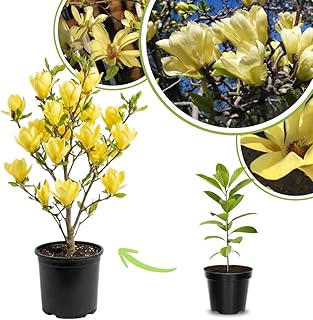 Magnolia Plant Live 6 to 12 Inches Tall, in 2.5 Inches Pot, Magnolia Tree Live Plant, Fragrant Magnolia Flowers (Yellow Bird Magnolia)