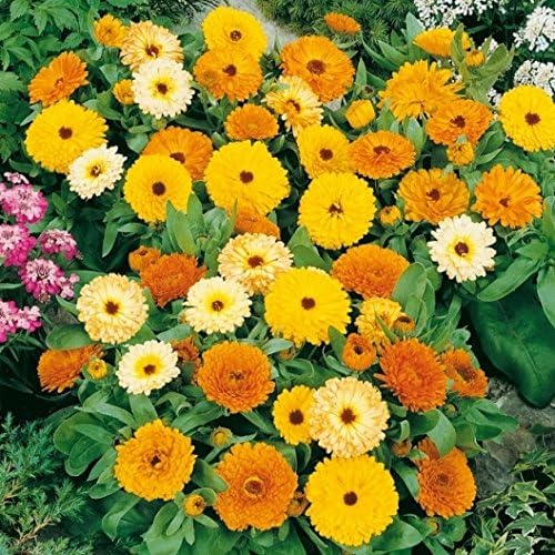 Non GMO Bulk Calendula Seeds (Dwarf) - Fiesta Gitana Calendula officinalis (50 lbs)
