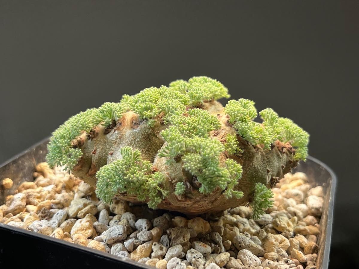 ライチ取木苗、ピンククウェイメイ種、No.2 ライチ取木苗、ピンク ライチ取木苗、ピンククウェイメイ種、No.2 ライチ取木苗、ピンク