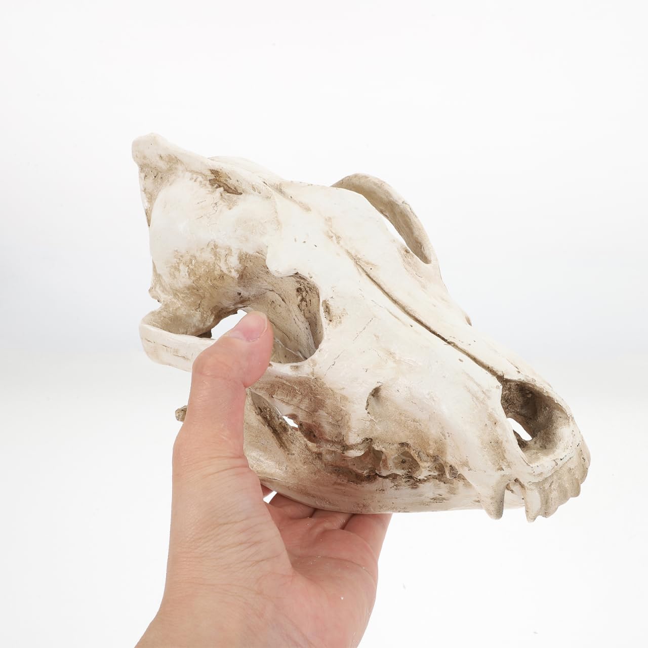 Animaux Animaux Tête de Loup Tête de Loup Squelette Squelette Résine Sculpture Animal Crâne Sculpture pour Enseignement Accessoire Décoration Maison Bureau Reptile Décor Reptile