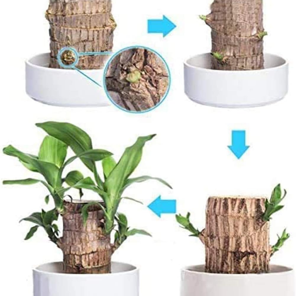 Mini arbre brésilien, plante en bois brésilien, plantes purifiantes d'air à l'intérieur, souche hydroponique en pot avec plateau en porcelaine/plastique, bambou porte-bonheur avec instructions