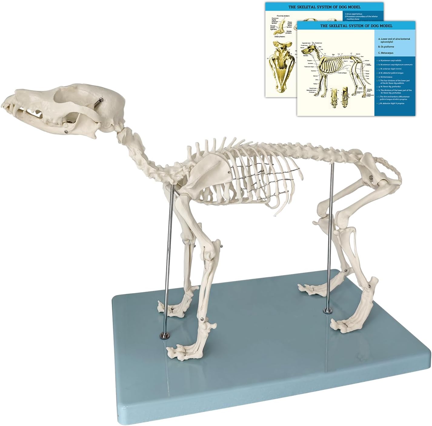 JNMFTD Canine Skeleton Anatomy Model, Dog Skeletal System Removable Skull Tail Canine Bone Medical Animals Specimen With Base Product Manual Card for Medical Science Class Biology Veterinary Teach
