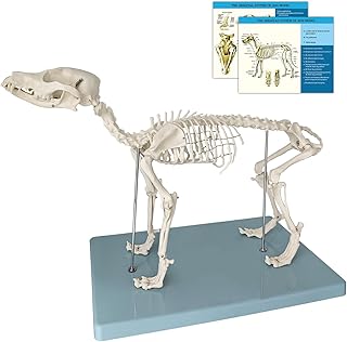 JNMFTD Canine Skeleton Anatomy Model, Dog Skeletal System Removable Skull Tail Canine Bone Medical Animals Specimen With B...