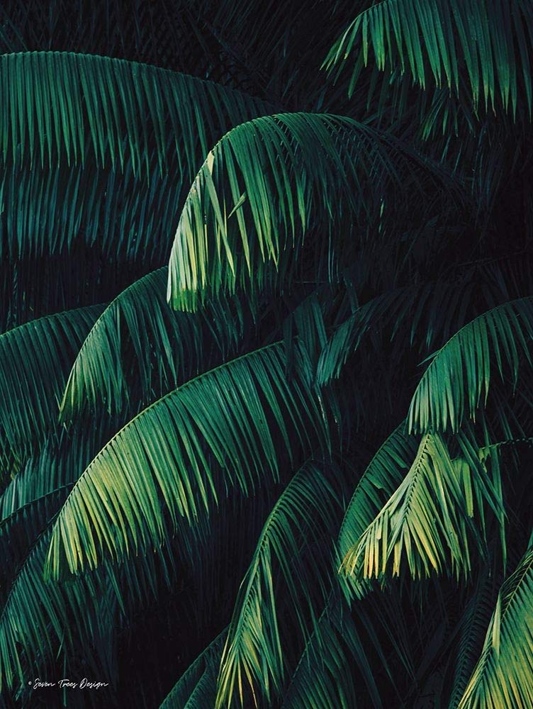 Póster con diseño de siete árboles de Palm Leaves (24 x 36)