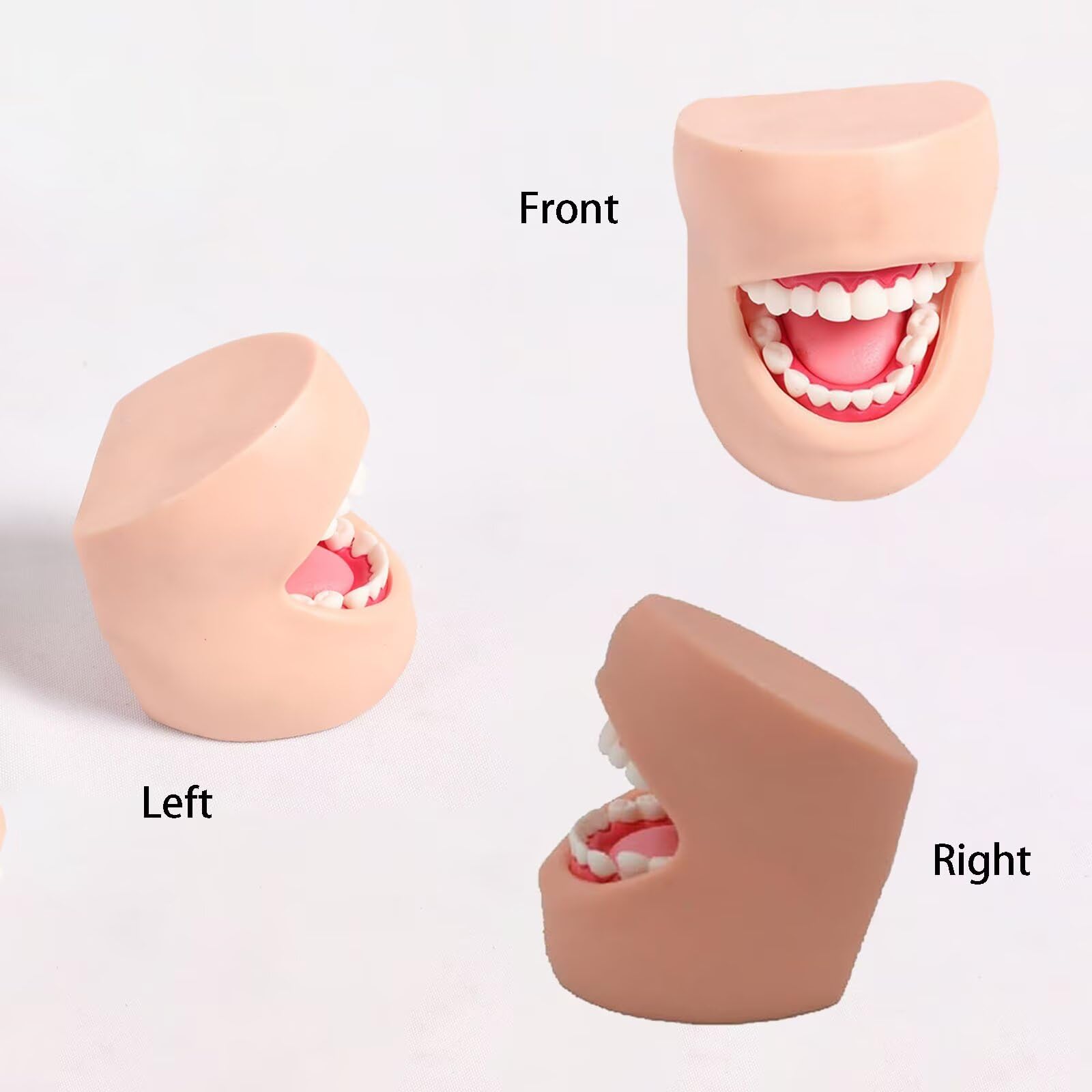 Modelo para Dentistas-Modelos Dentales Humanos De Resina para Demostraciones OdontolóGicas.