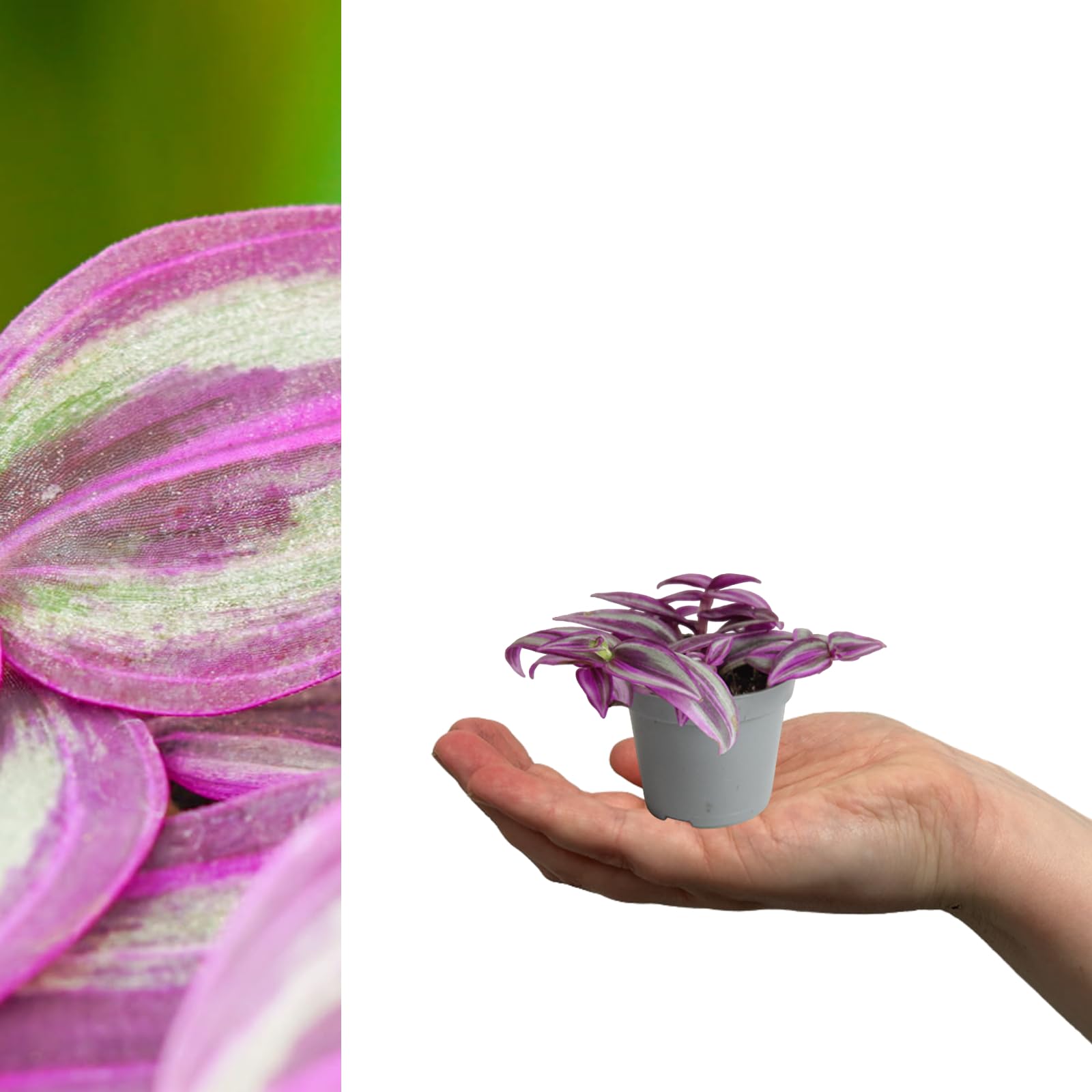Carbeth Plants 2X Tradescantia Pink Paradise Mini Indoor Plant in 6cm Pots