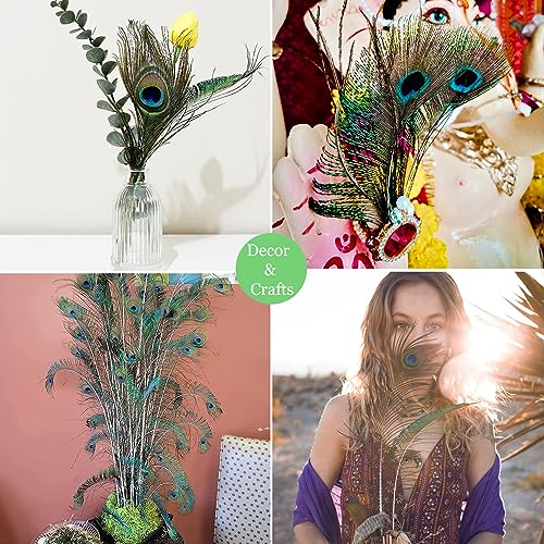 50pcs Natural Peacock Sword Feathers 12-14 Inch for Home Decor Wedding Party Vase Decoration Hat Costume DIY Crafts Floral Arrangements Christmas Tree Ornaments (25 Left & 25 Right) - Thumbnail 6