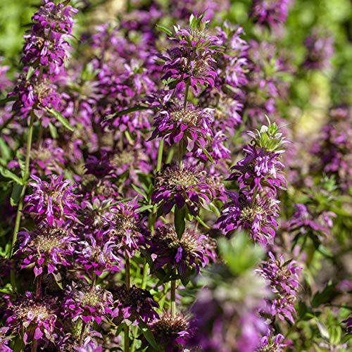 1000+ Seed Bee Balm Seeds for Planting Outdoor - Heirloom Non-GMO Ornamental Bee Balm Plant Beautiful Perennial Flower Seeds in Your Home Garden - Thumbnail 2