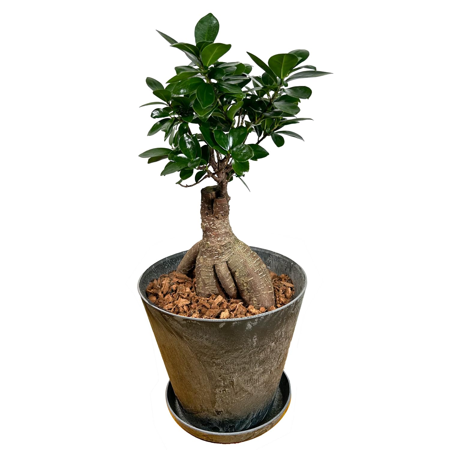 Amazon.co.jp: l'arbre blanc Ornamental Plants, Real No. 6 Pot