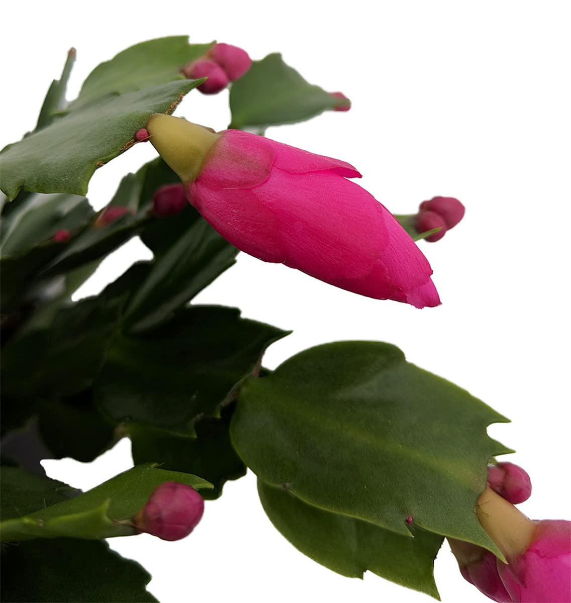 cactus kaktus Cactus Euphorbia (L) | Bob