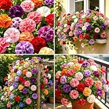CarpetC 300+ Double Petunia Seeds for Planting, Grandiflora Ruffled Blooms, Non-GMO Petunia x hybrida for Containers and Hanging Baskets