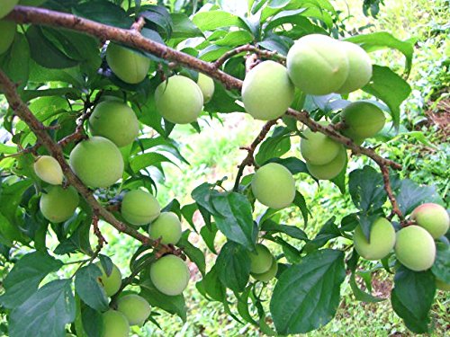 Amazon.co.jp: 和歌山産 完熟青梅 (南高梅) 2L/3Lサイズ 10kg 梅干し用