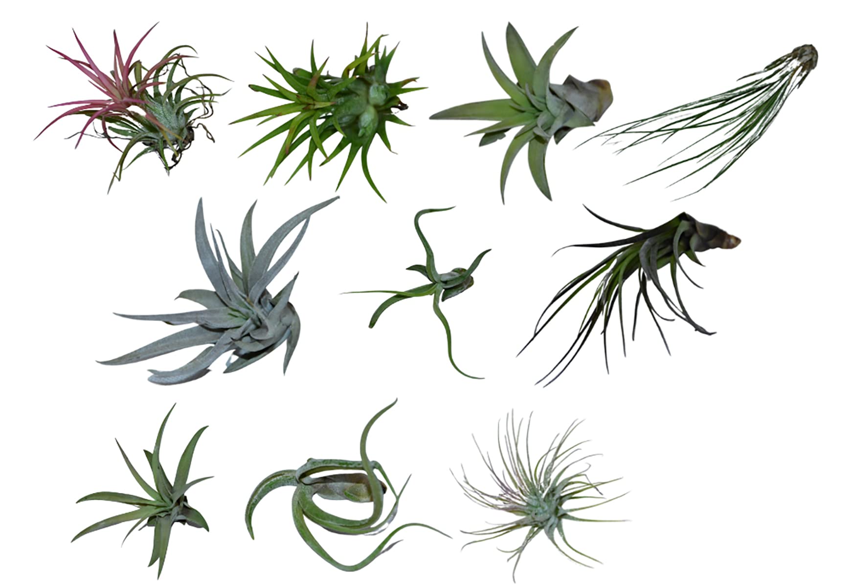 Tillandsia mélange de plante aérienne - lot de 10 plantes à air - Hauteur : 5-15 cm - décoration murale de rebord de fenêtre tillandsia succulentes plantes d'intérieur