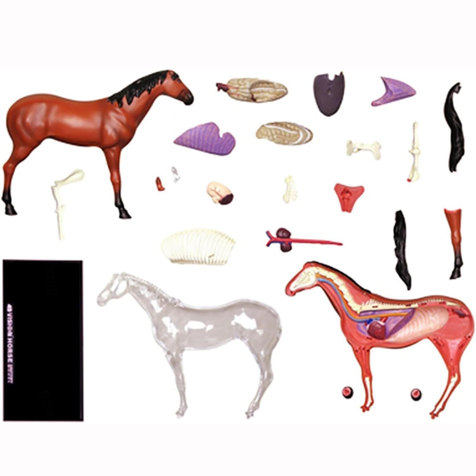 Outils Pédagogiques Modèle Anatomique de Cheval 4D – Échantillon de Squelette Animal Biologie Détachable 26 Pièces pour Clinique Vétérinaire Formation Enseignement Scolaire
