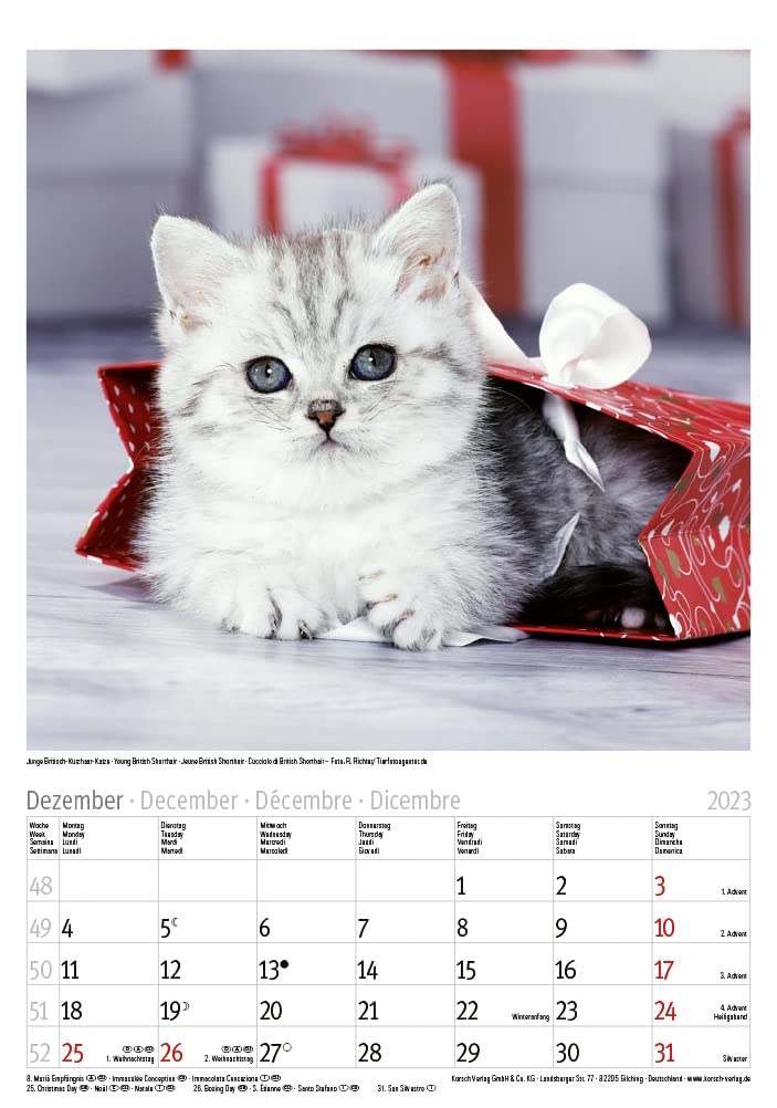 Katzen 2023