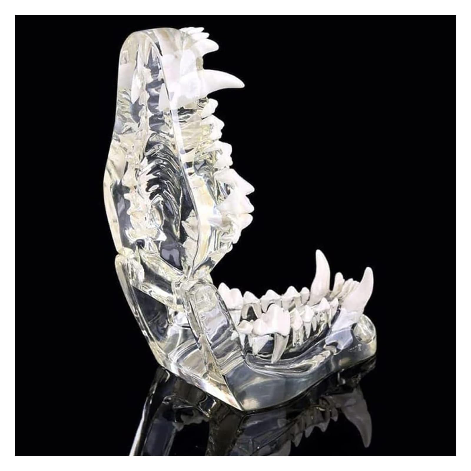Model anatomiczny, Model psa ząb psi forma przezroczysta szczęka anatomiczne nauczanie Demo zwierząt