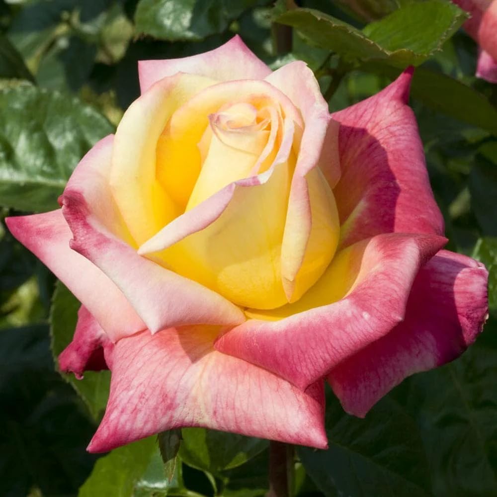 Amazon.com : Rose Plant Live, Rose Bush Live Plant for Planting