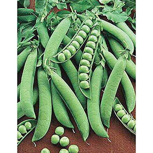 Pea Seed: Sugar Daddy pisello seme semi Fresh! (250 + semi)