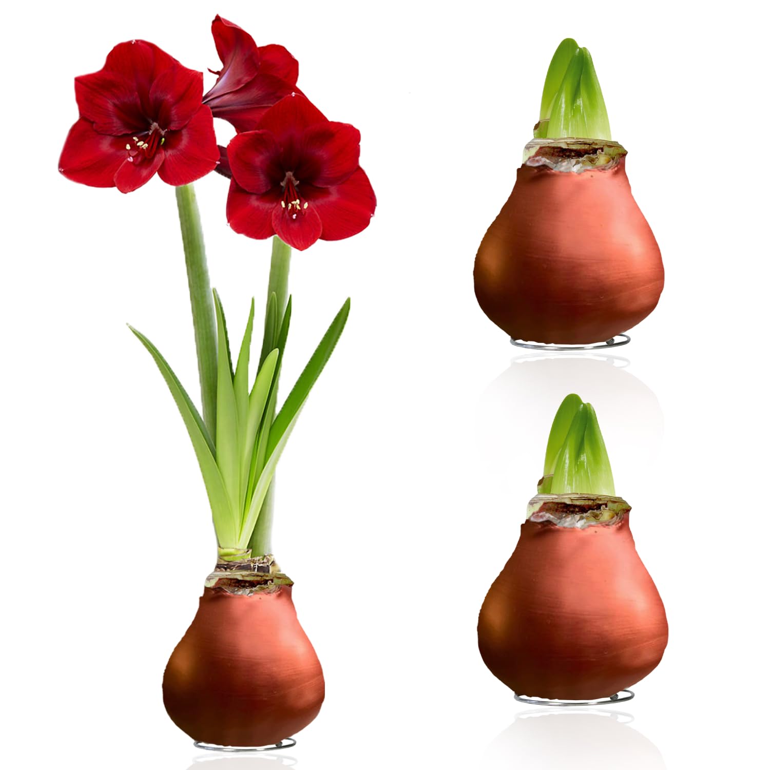 Bulbi di Amaryllis Cera Bronze - 2 Bulbi Fiori in Grande Formato 26/30