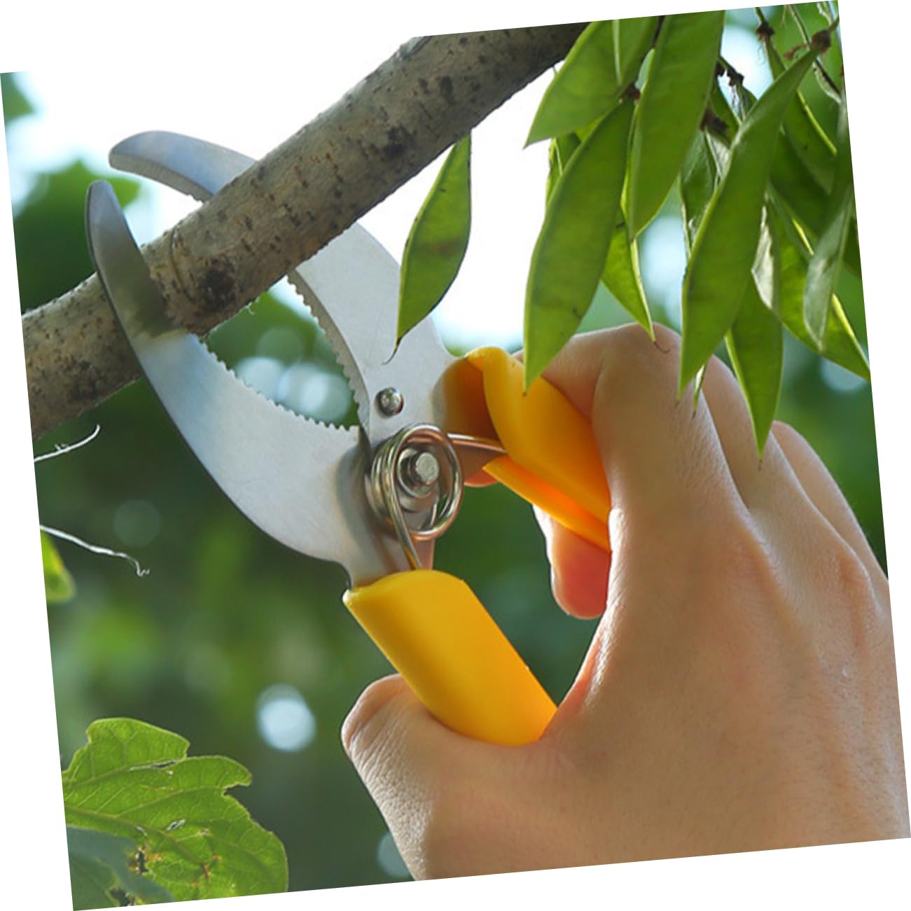 TOYANDONA 3 Ensembles Outil De Jardinage Outil De Écorce Pour Arbres Fruitiers Inoxydable Sécateur Pratique Pour Élagage Entretien De Plantes Extérieures 2 Pièces * 3