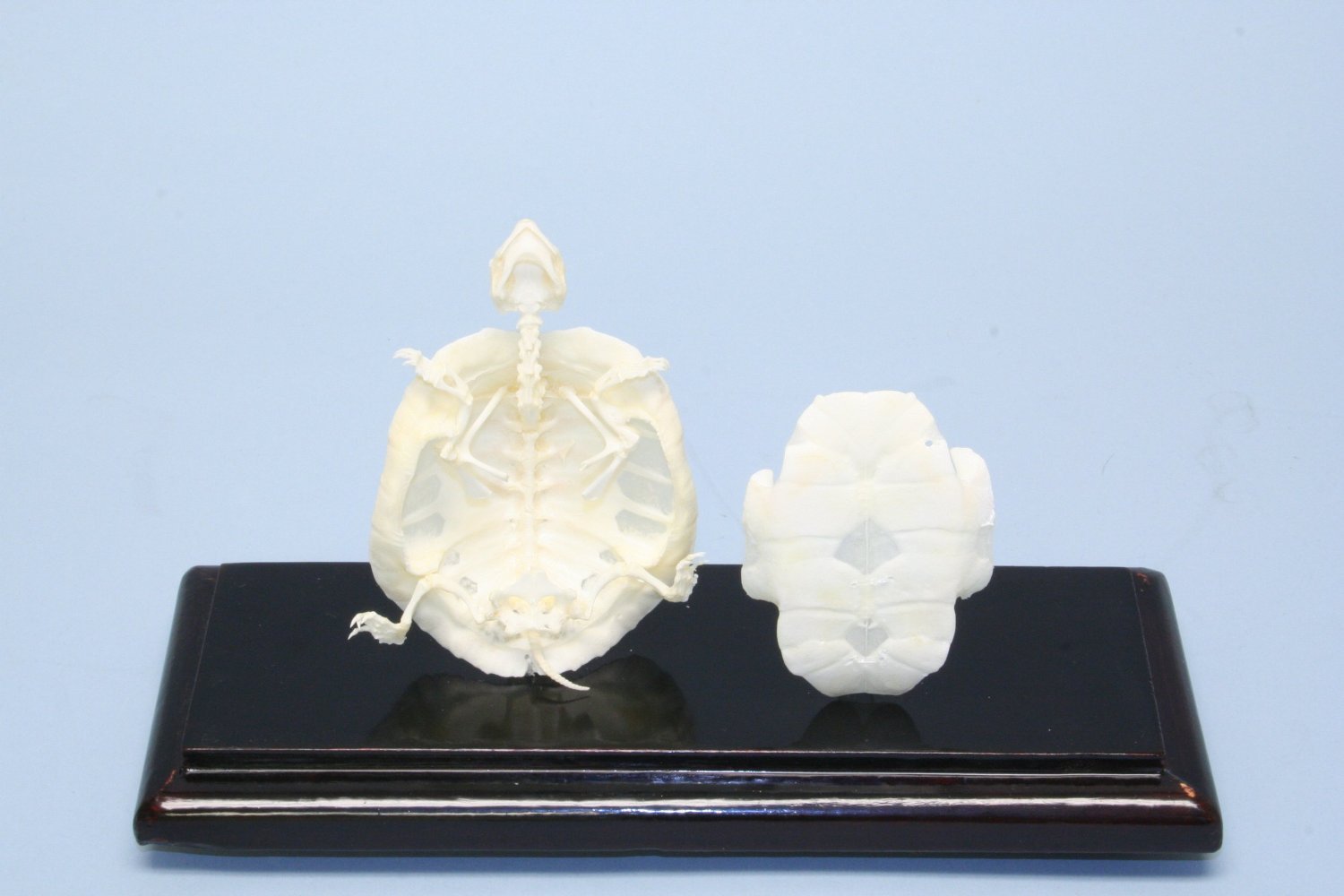 Skeleton, Turtle (C&A Scientific Model#51005)