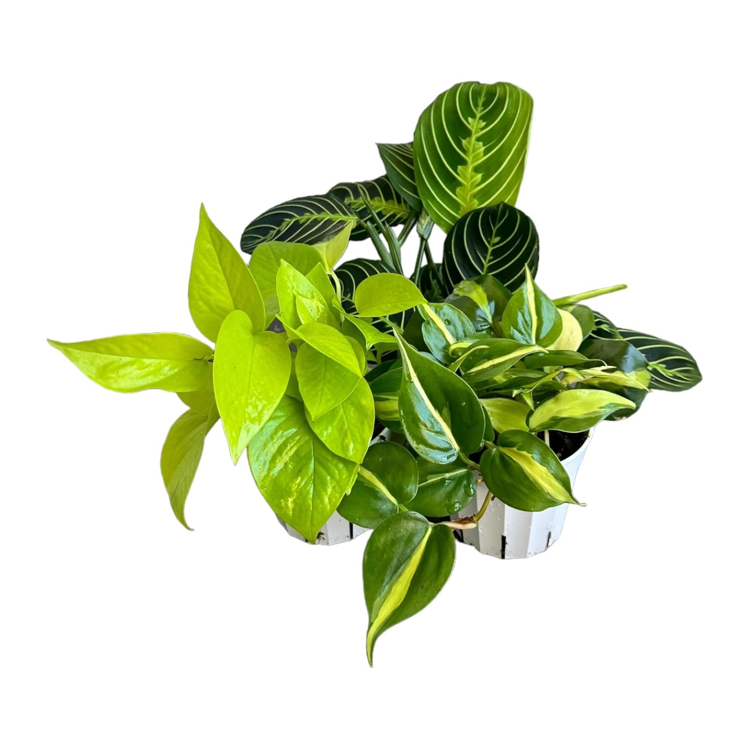 Amazon.com : Live Plants (3PK) Indoor Plants - Set of Three Great