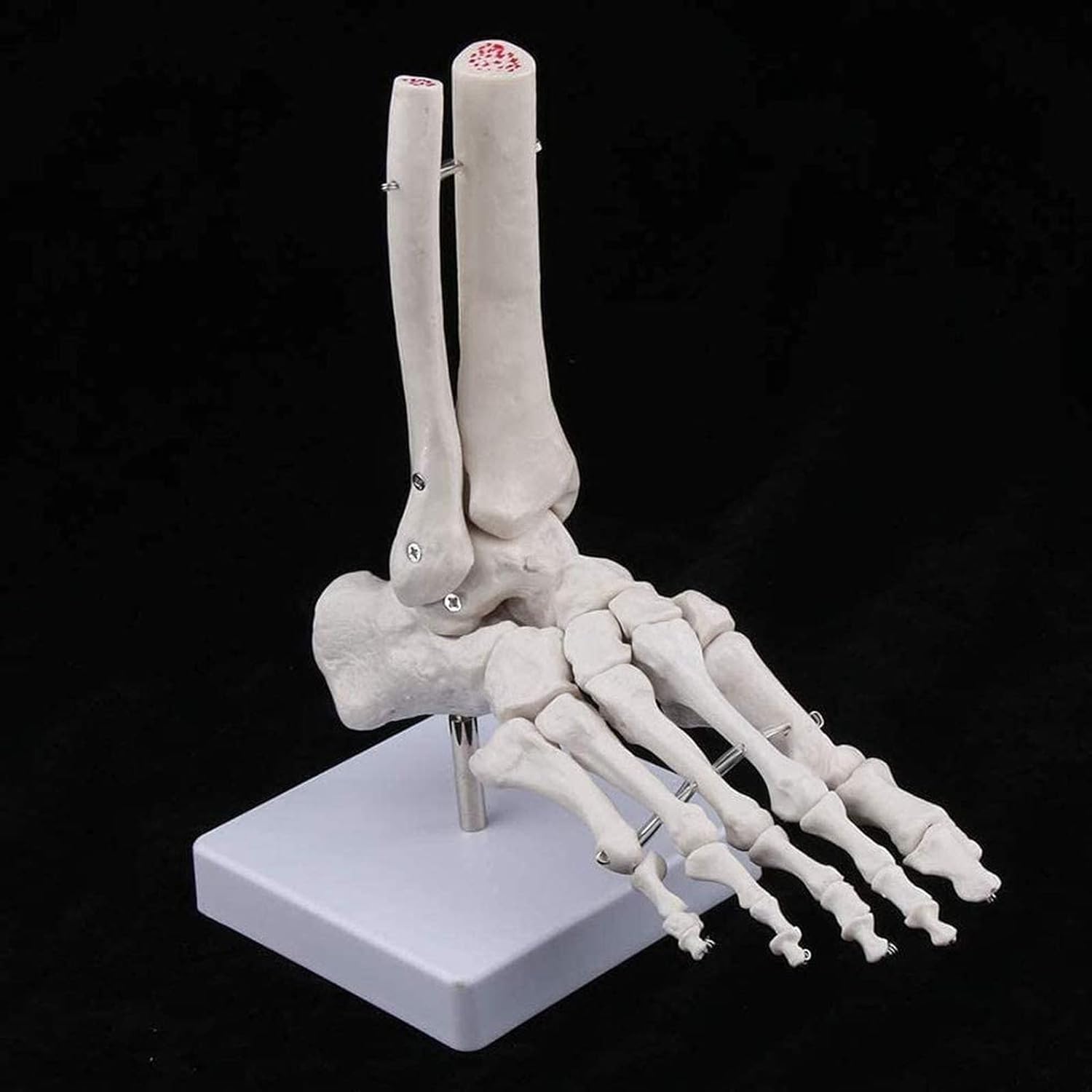 Modelo anatómico de anatomía, tamaño Natural, Esqueleto del pie Humano, anatomía, Modelo de cirugía de Tobillo y pie para Fines educativos.