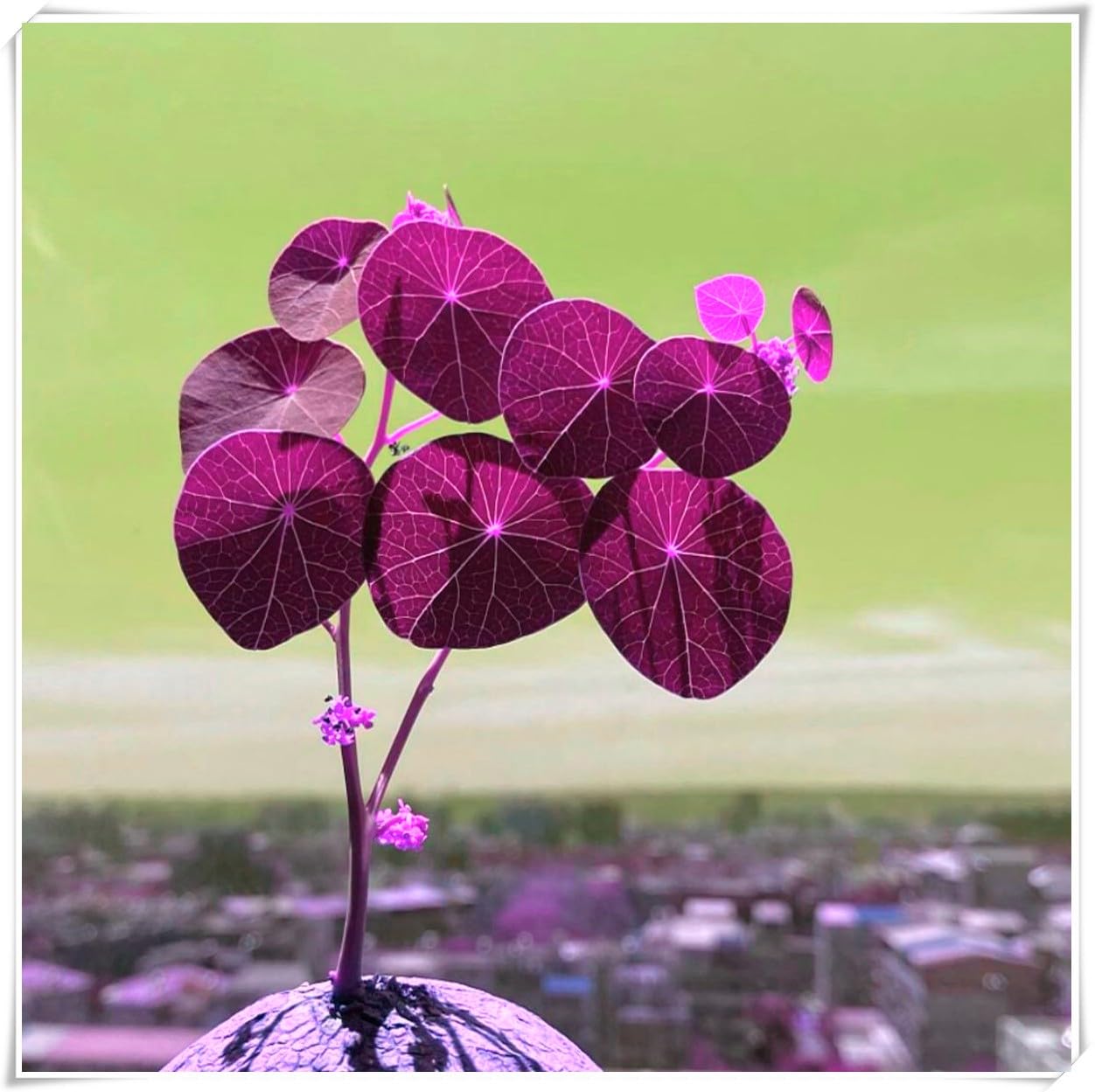 Excellent Display,Flowering Rhizome, Stephania erecta Bulb, Stephania erecta Plant-4 Bulb-E