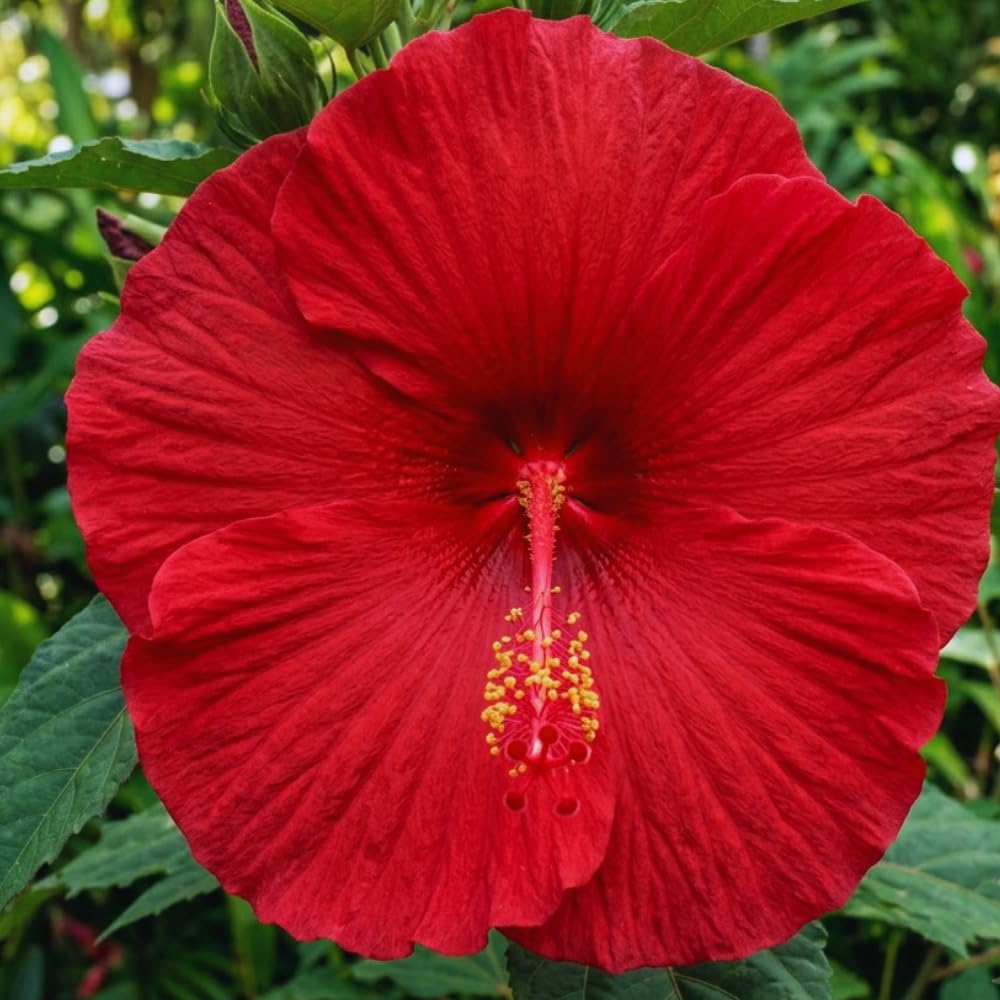 Red Hardy Hibiscus 2-Pack