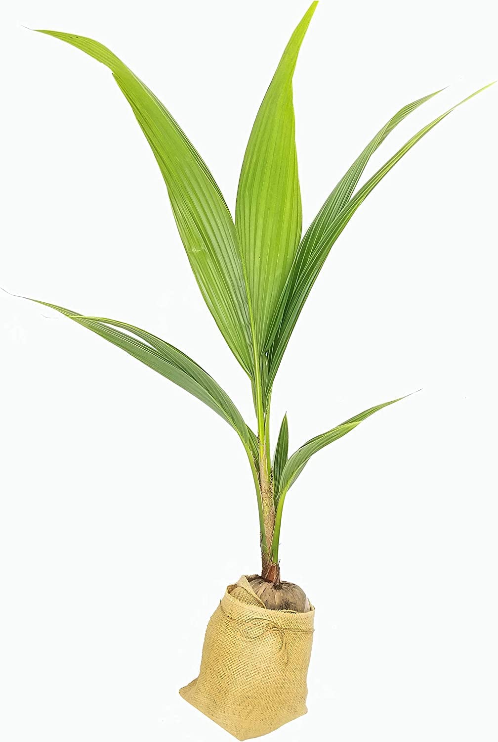 indoor automatic watering system for potted plants Plant Water Bag – Automatic Plant Watering for Indoor Plants. Potted Plants  Easy Water Drip System – ROUGE 'N' LOVE ™