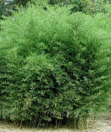 Phyllostachys Bissetii Bisset&rsquo;s Bamboo #1 Size Live Plant