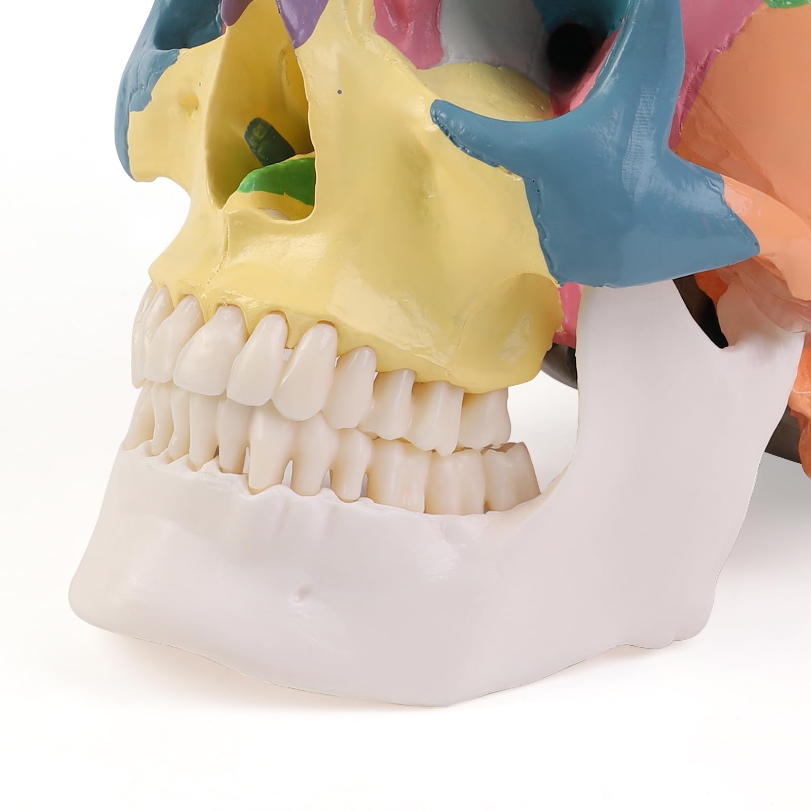 ERWEY Cranio Anatomico Colorato, Modello Cranio Umano, 3 Parti, a Grandezza Naturale