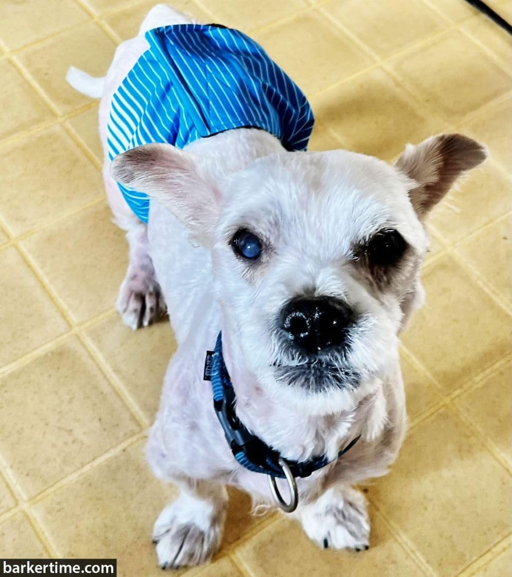 Blue Stripes Dog Belly Band Male Wrap, L Male Dog Diaper - Made in USA