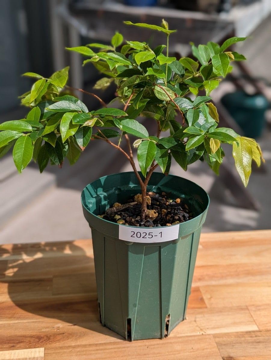 ジャボチカバ 苗木 ジャボチカバ実生苗 実付 570 ジャボチカバ・実生苗