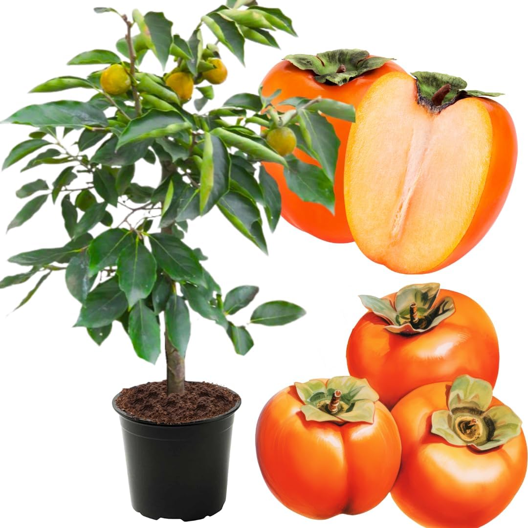 Ready to Bear Fruit Hachiya Persimmon Tree Live Plant in 3 Gallon Pot, 3-4 Feet Tall, Sweet and Cold Hardy, Dormant in Winter