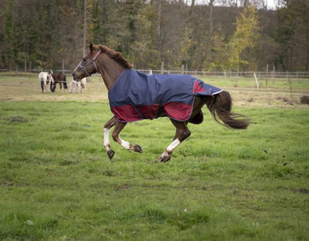 Equitheme TYREX Couverture d'extérieur pour cheval avec doublure en nylon 1200 deniers, imperméable, respirante, sangles croisées, etc. 135 cm