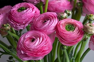 10 Pink Ranunculus Aviv Corms Bulbs by Hand Picked Nursery
