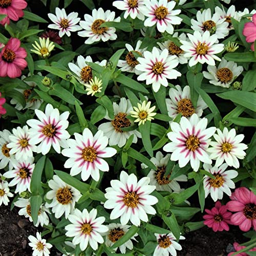 Eden Brothers Zinnia Seeds - Zahara Starlight Rose, Non-GMO Seeds for Planting, Packet | Low-Maintenance Flower Seeds, Plant During Spring, Zones 3, 4, 5, 6, 7, 8, 9, 10