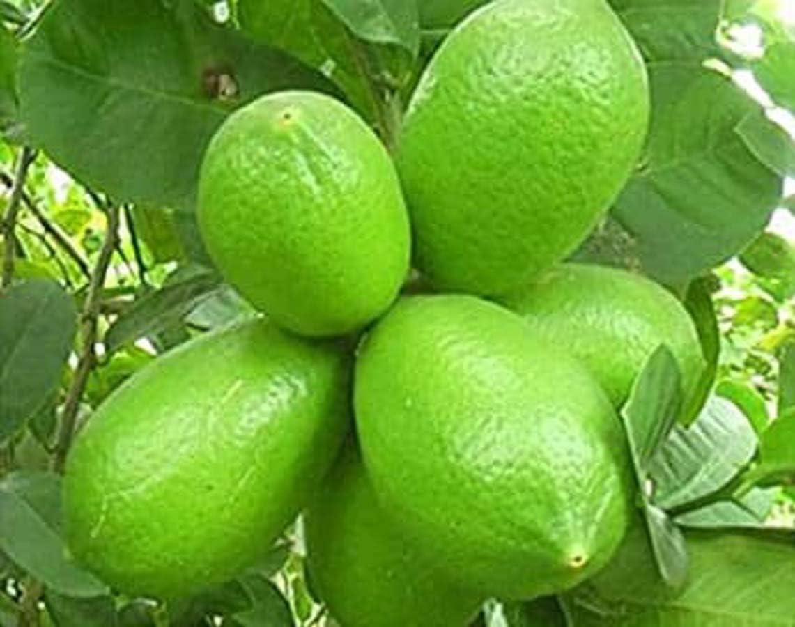 See full amazon price history chart for Oxiflora"All Time Kagzi Lemon/baramasi" Grafted hybrid fruit plant - 1 Healthy Live lemon Fruit Plant 1.5-2 Ft Height in Nursery Grow Bag for Home Garden… Oxiflora"All Time Kagzi Lemon/baramasi" Grafted hybrid fruit plant - 1 Healthy Live lemon Fruit Plant 1.5-2 Ft Height in Nursery Grow Bag for Home Garden… (B0C7P7LQRC) Amazon Price History, Amazon Price Tracker