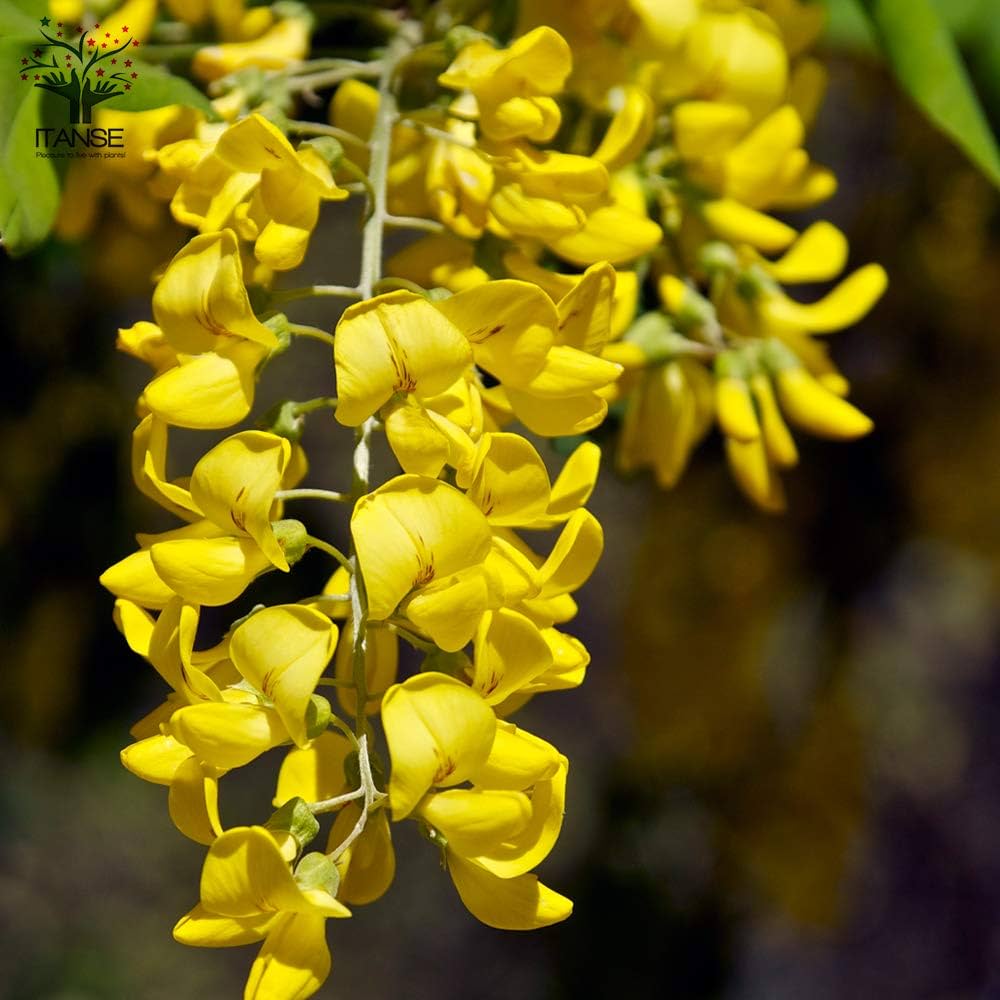 キングサリ　苗 Amazon.co.jp: ITANSE キングサリの苗 6号鉢 品種で選べる