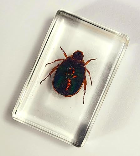 Miniatura 212 de Escarabajo de algodoncillo azul cobalto real de 1.732 in en espécimen de resina de lucita cristalina, insectos, insectos preservados, colección