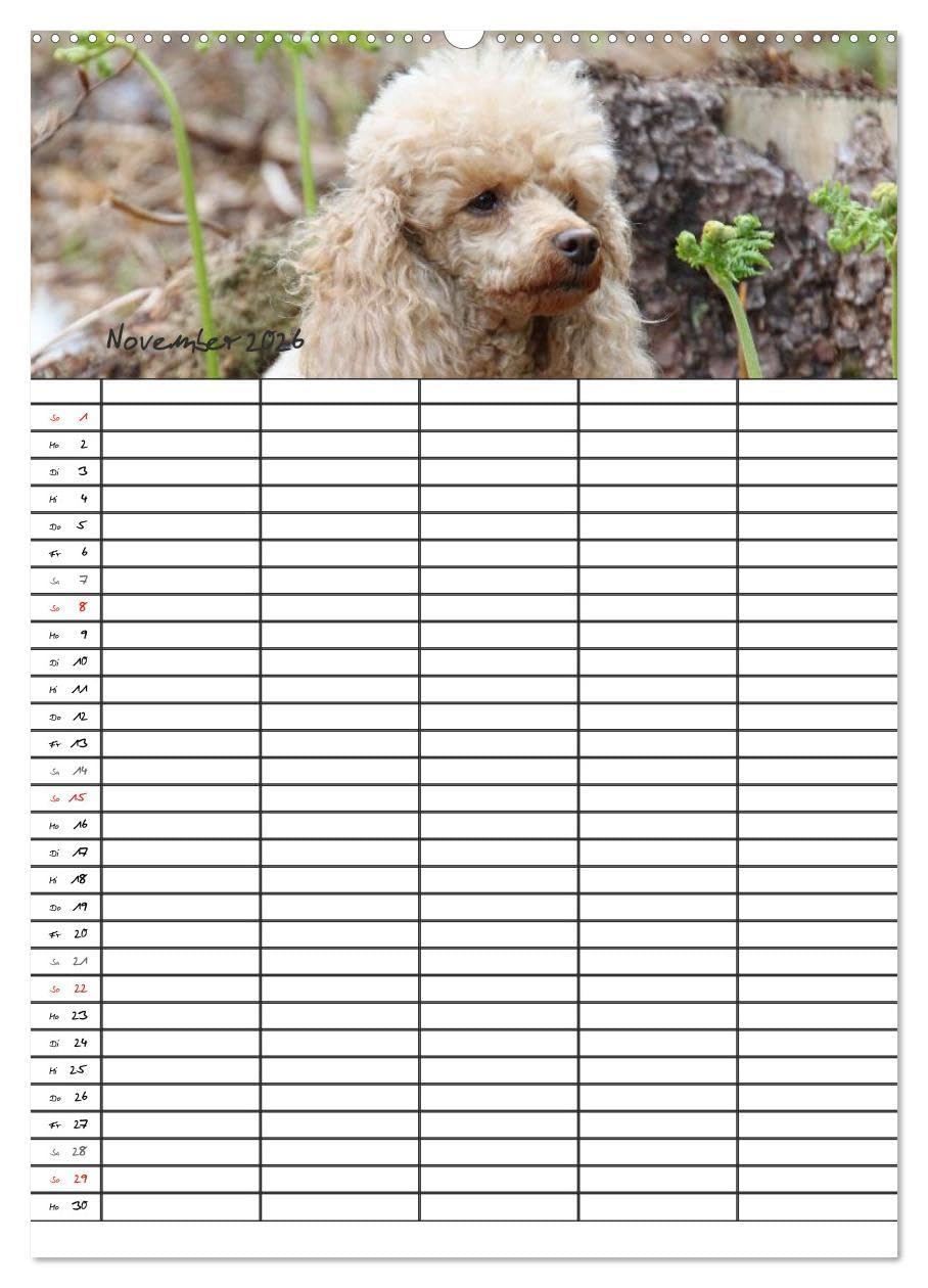 Der Pudel-Familienplaner (Wandkalender 2026 DIN A2 hoch), CALVENDO Monatskalender: Der Pudel-Kalender für die ganze Familie (CALVENDO Tiere)