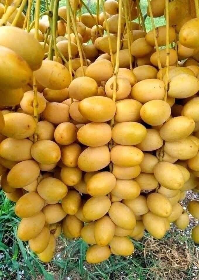 See full amazon price history chart for Greentower Yellow Arabian Dates (ARABIN VARIETY) Tissue Culture Dates Plant, Healthy, Imported, Hybrid Quality, Live Plant Greentower Yellow Arabian Dates (ARABIN VARIETY) Tissue Culture Dates Plant, Healthy, Imported, Hybrid Quality, Live Plant (B0DDJJP4R4) Amazon Price History, Amazon Price Tracker
